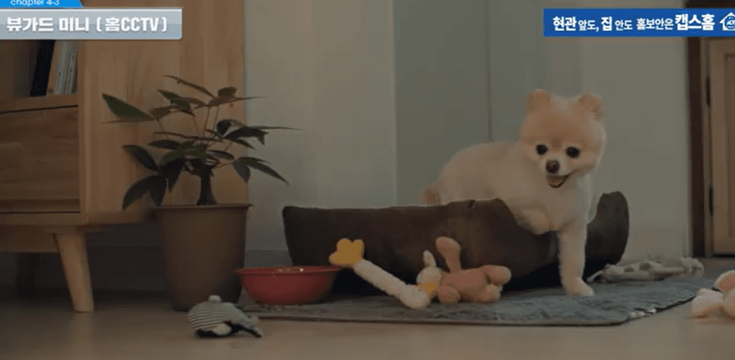 캡스홈 반려견 CCTV (뷰가드미니)